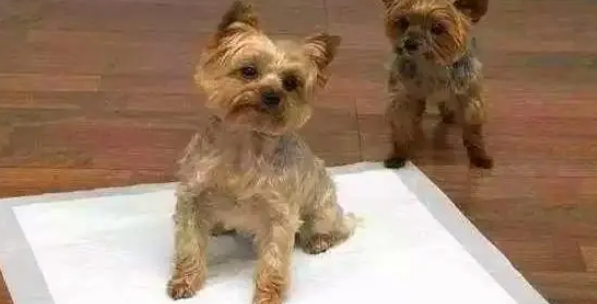 宠物尿垫作用大，买了尿垫就要物尽其用