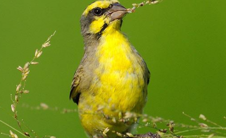 来瞧瞧金青鸟吃不吃鸡蛋米吧~ 来瞧瞧金青鸟吃不吃鸡蛋米吧~