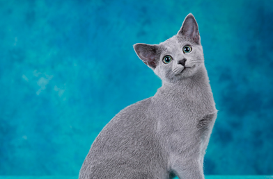 小白看过来，教你如何判断母猫已经过了发情期？