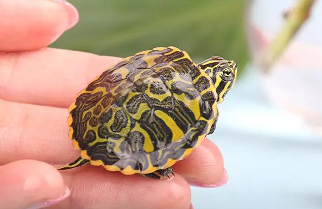 黄腹滑龟凶猛吗？此处告诉你们