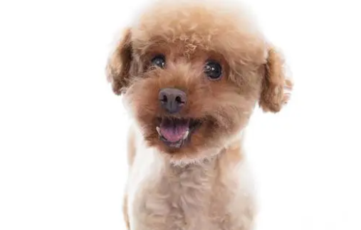 预算不同时如何挑选狗狗鱼油？