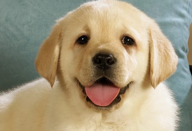 狗狗钙片怎么喂 人吃的钙片狗能吃吗 狗狗钙片怎么喂 人吃的钙片狗能吃吗