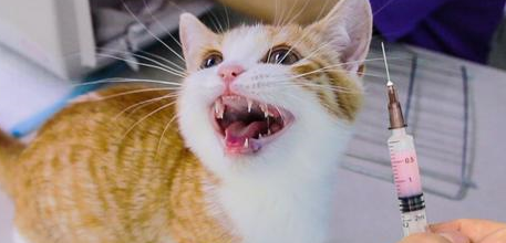 哪些感冒药可以给猫咪吃 哪些感冒药可以给猫咪吃