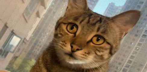 猫感冒药一天需要吃几次 猫感冒药一天需要吃几次