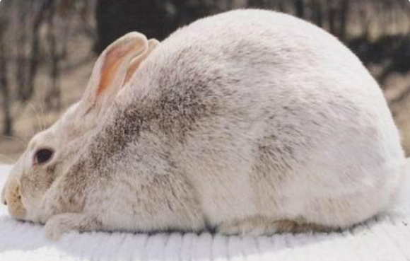 忌廉兔的性格如何，快来了解一下吧~