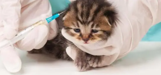 小猫打干扰素的副作用?干扰素是治什么的 小猫打干扰素的副作用?干扰素是治什么的