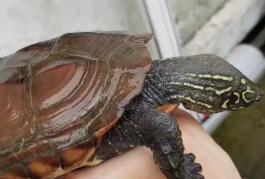 饲养小知识，剃刀龟吃什么水果蔬菜