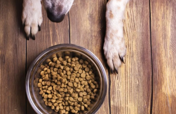 怎样挑选优质狗粮？看这八个方面就够了！