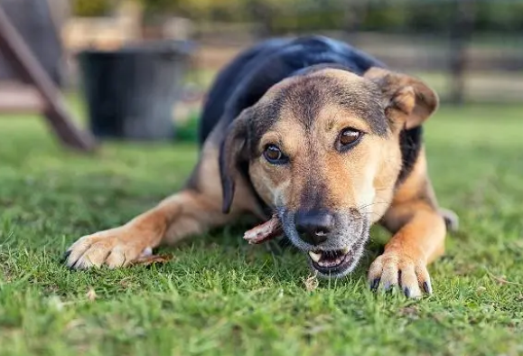 掌握给狗狗吃零食的时机，可以建立好和狗的关系！