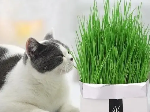 猫草多久喂一次，喂多少？