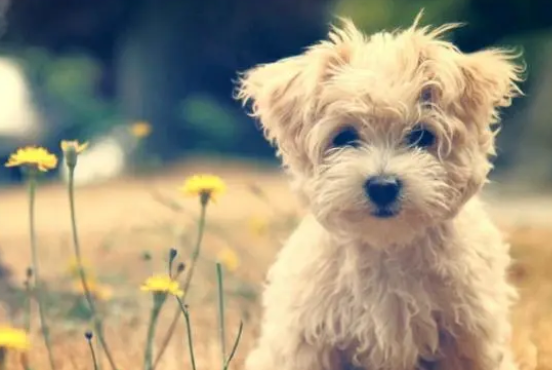 想要寄养狗狗,注意好这5点,不符合最后一条不能寄养 想要寄养狗狗,注意好这5点,不符合最后一条不能寄养