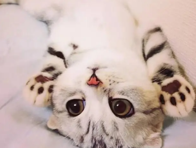 猫咪换粮失败怎么办?教你6招,让猫咪顺利换粮食 猫咪换粮失败怎么办?教你6招,让猫咪顺利换粮食