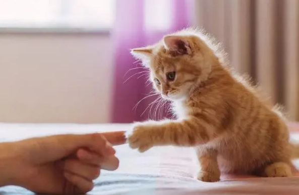 放假前必看系列！关于猫咪寄养的那些事儿！