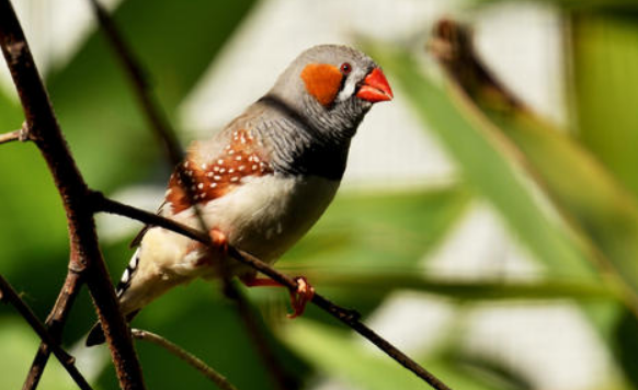 斑胸草雀是保护动物吗？答案在这里