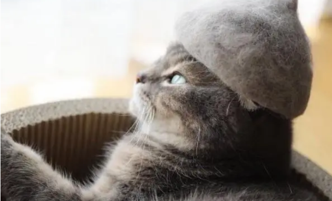 为猫咪选择正确的猫抓板，可以参考这些标准！