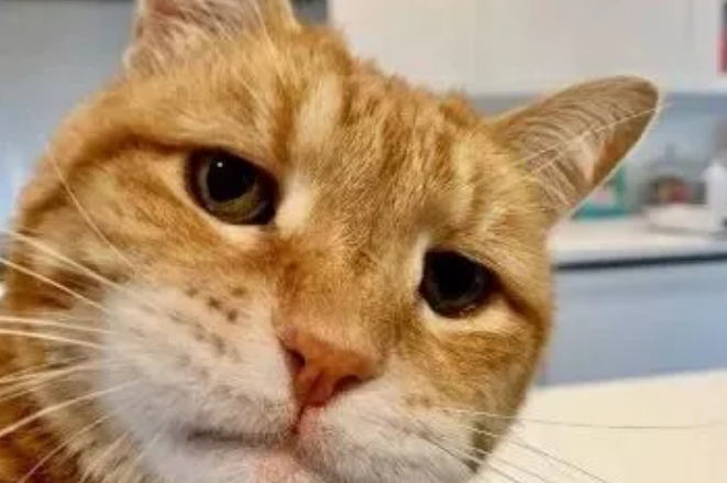 猫咪需要补充益生菌吗？五分钟带你快速了解！