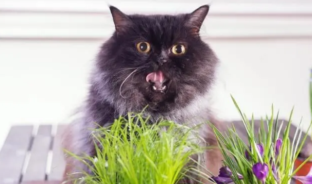 猫草在猫咪生活饮食中起一个什么作用？猫为什么要吃猫草？