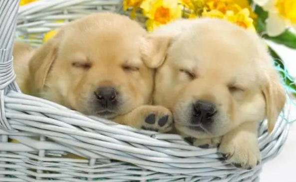 狗狗如何补钙？狗钙片哪个牌子好？