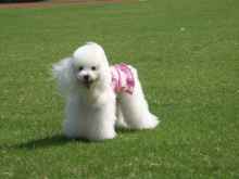 你还不会挑选狗狗？这几点看狗狗是否健康的标准快记牢