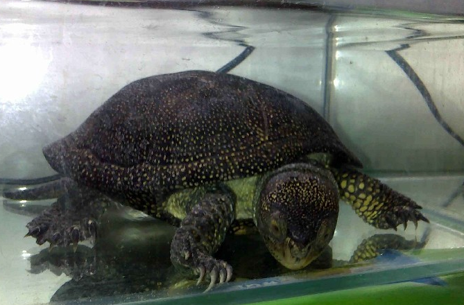 流星泽龟如何饲养？饲主来学习下吧