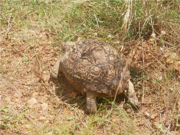 豹斑象龟喜欢深水还是浅水?一文告诉你! 豹斑象龟喜欢深水还是浅水?一文告诉你!
