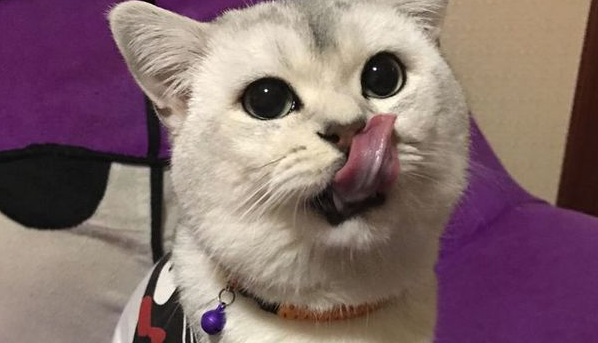 给猫咪狗狗脖子上佩戴项圈，到底是爱还是害？