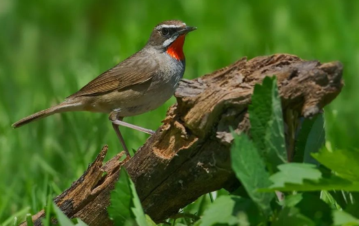 红点颏和蓝点颏的区别，看完这篇文章你就清楚了～