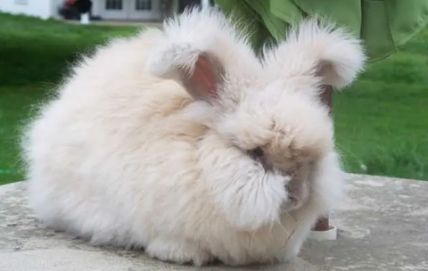 想知道安哥拉长毛兔的价格信息，来这看看