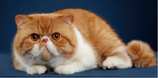 还不了解加菲猫是什么品种的猫？这篇文章一定要看看！