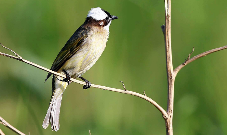 白头鹎喜欢吃什么?有必要了解一下 白头鹎喜欢吃什么?有必要了解一下