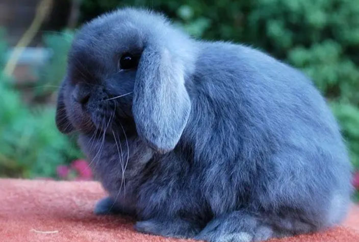 美国长毛垂耳兔会咬人吗?快来瞧瞧吧! 美国长毛垂耳兔会咬人吗?快来瞧瞧吧!