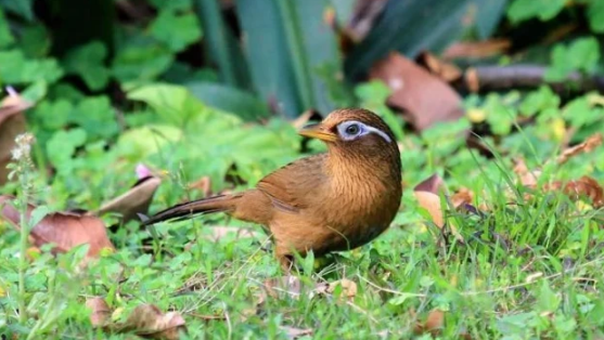 画眉饲料及活虫的简单介绍说明 画眉饲料及活虫的简单介绍说明