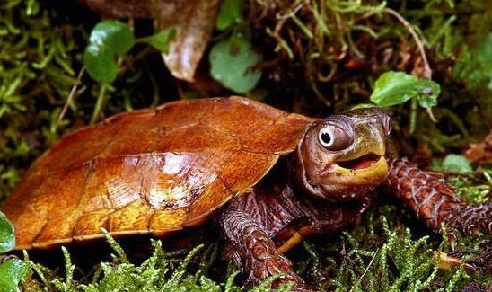 枫叶龟吃什么？这篇文章告诉你