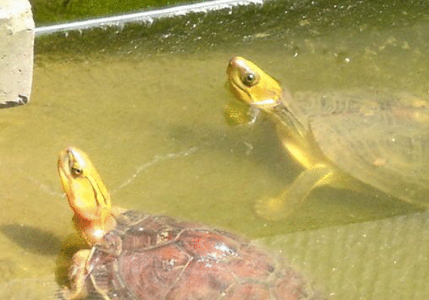 金头闭壳龟哪里可以买，快来看！