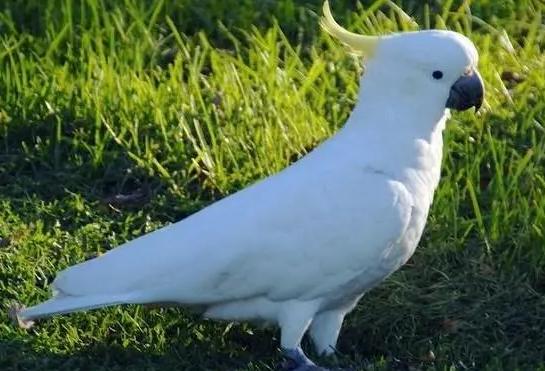 葵花凤头鹦鹉会说话吗？你知道如何训练吗？