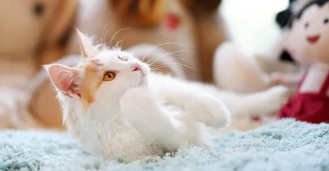 在猫粮上撒冻干纯肉：增加饮食多样性，调节口味补蛋白