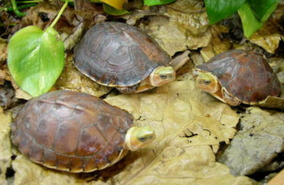 百色闭壳龟的价格看这里！少花冤枉钱