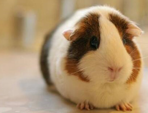 荷兰猪咕咕咕叫是什么意思