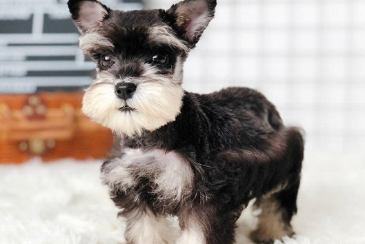 女孩子上班族适合养什么狗？看看大家想法是否一致