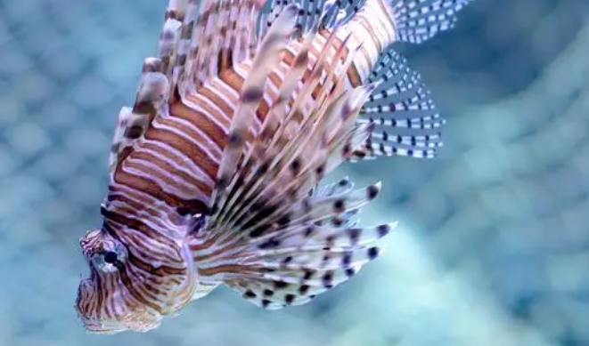 怎么养好硝化细菌？详解硝化菌，养鱼必看