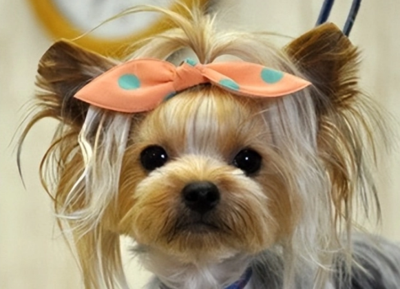 快来了解，约克夏几个月竖耳朵？