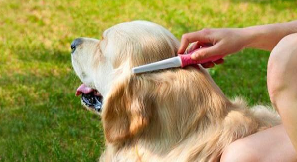 怎么帮狗狗除蚤？天然疗法和食疗法你需要get一下