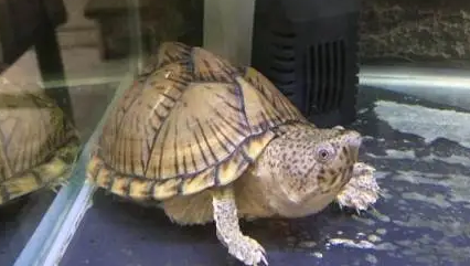 今日小知识,剃刀龟如何冬眠? 今日小知识,剃刀龟如何冬眠?