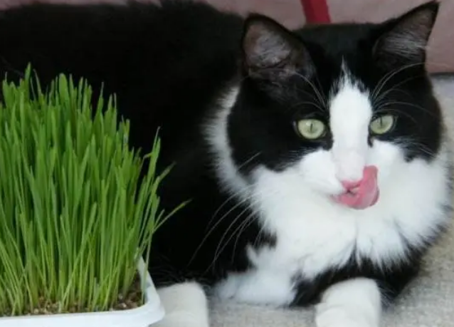 猫咪不爱吃猫草怎么办？给它们养成习惯需耐心，学会这些不用着急