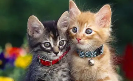 品质可靠、致力创新丨耐威克烘焙猫粮上市后持续获家长认可