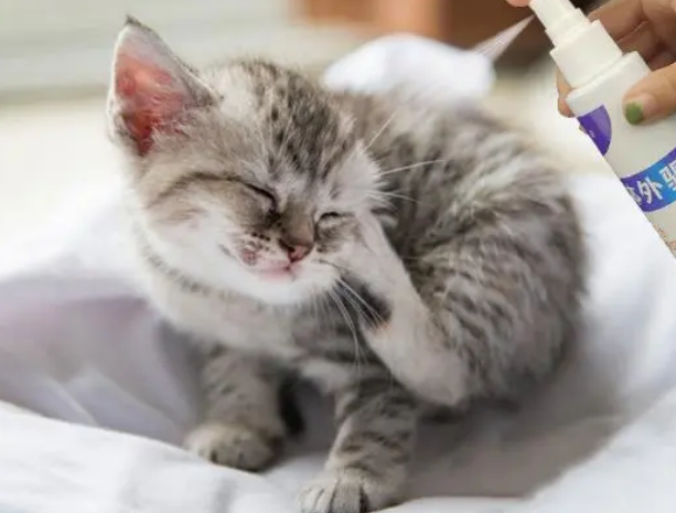 如何为猫咪做驱虫？建议收藏，以后会用得上