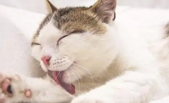 猫咪一直舔自己身上是怎么回事？铲屎官可以这样帮助它