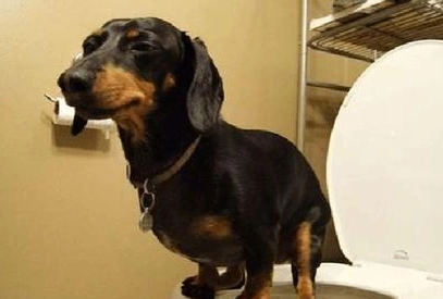 狗狗需要驱虫吗?有了这5个动作,赶紧驱虫吧 狗狗需要驱虫吗?有了这5个动作,赶紧驱虫吧