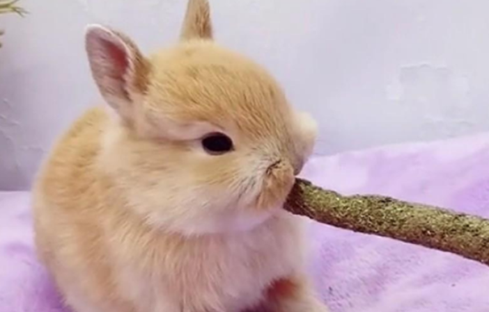 垂耳兔和侏儒兔哪个更聪明,看这就知道了! 垂耳兔和侏儒兔哪个更聪明,看这就知道了!