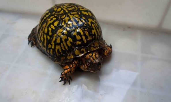 北部锦箱龟的价格，一起来了解下！